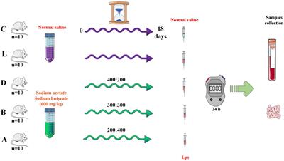 Sodium acetate/sodium butyrate alleviates lipopolysaccharide-induced diarrhea in mice via regulating the gut microbiota, inflammatory cytokines, antioxidant levels, and NLRP3/Caspase-1 signaling